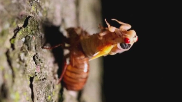 Billions of cicadas to emerge