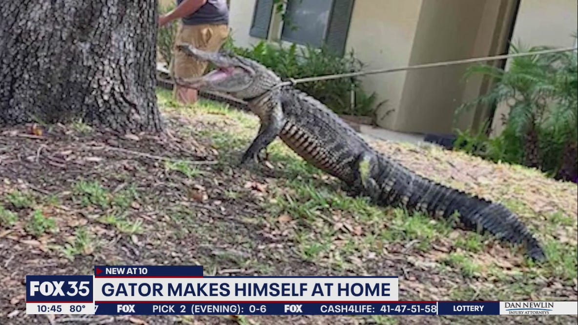 Alligator responsible for destruction at Florida woman's front door