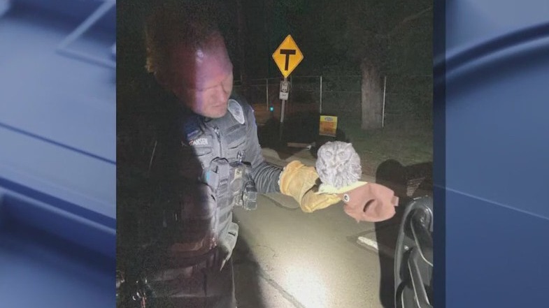 Payson man on meth buys owl from gas station, arrested for DUI