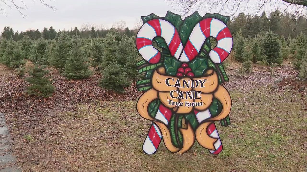 Michigan Ranks 3rd In The Nation For Christmas Tree Production | FOX 2 ...