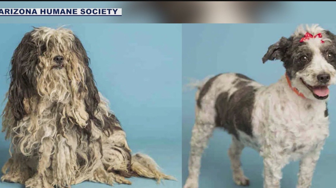 Dog from Phoenix shelter a Dirty Dog contest finalist