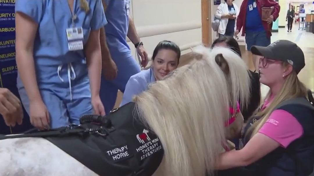 Horses help healing process at Bay Area hospitals