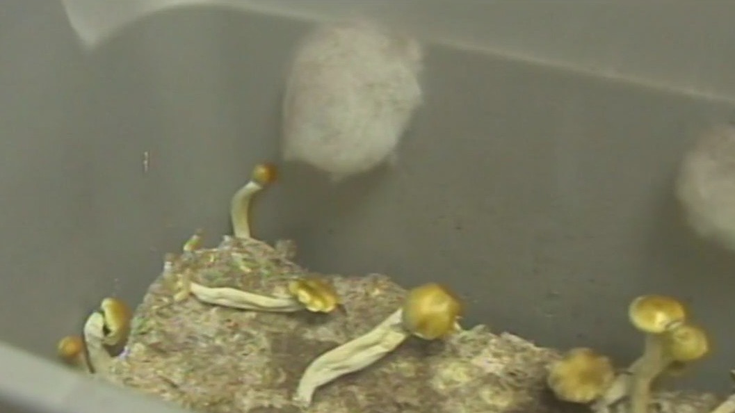 New Jersey may decriminalize magic mushrooms