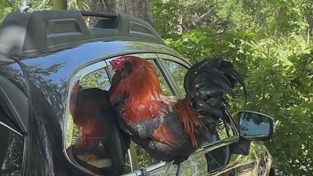 Rooster mystery in New Smyrna Beach