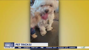 Good Day Pet Tricks for Wednesday, May 15