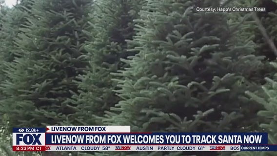 How to recycle your Christmas tree: Simple tips for a sustainable goodbye