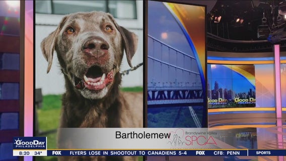 FurEver Home: November 20, 2022