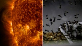 Ants can smell cancer + 'polar vortex' on the Sun