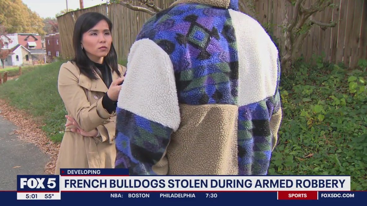 'It's traumatic': DC man's 3 French Bulldogs stolen by armed robbers in Southeast