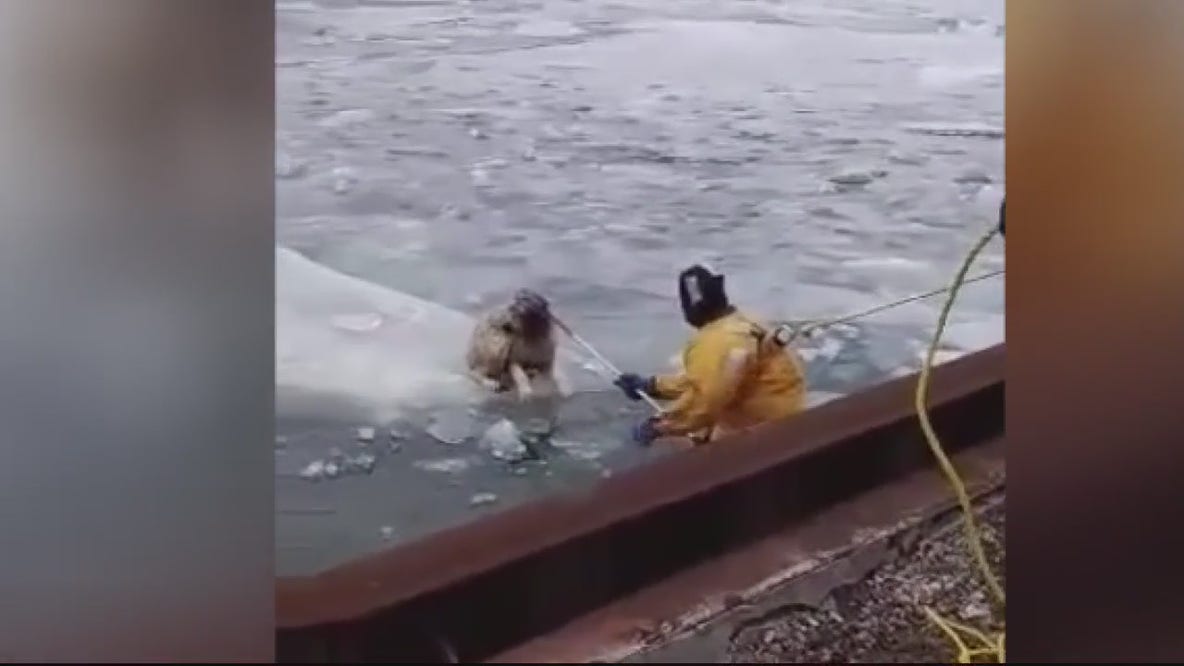 Recent water rescues of dogs shows how dangerous ice is this time of year