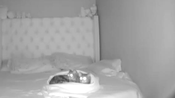 Earthquake wakes up 2 snuggling cats