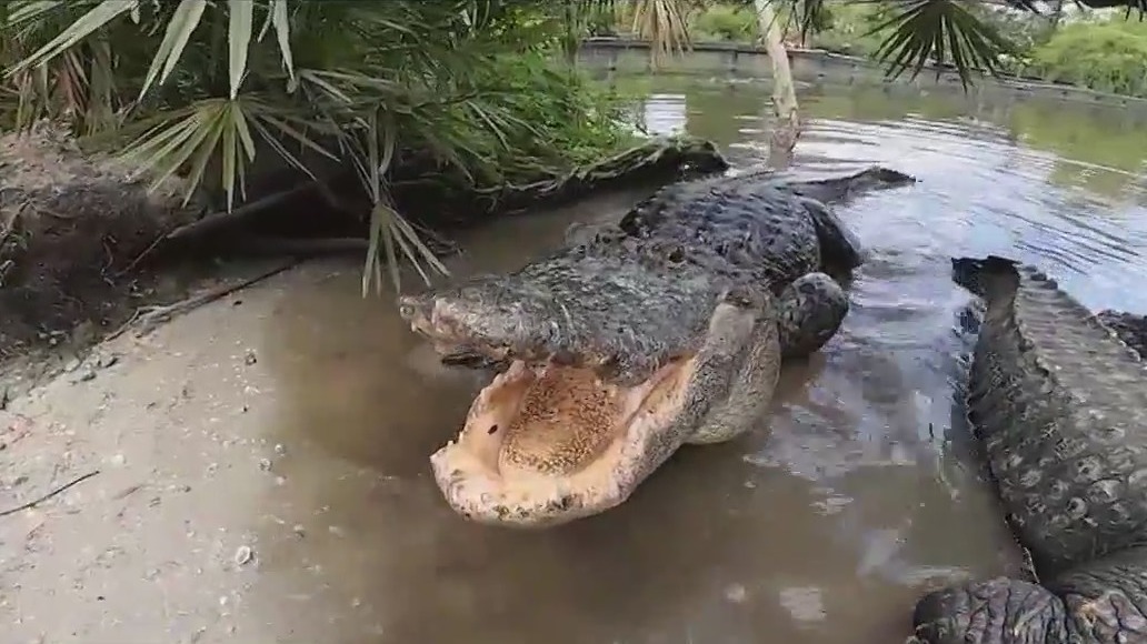 What to do when you encounter an alligator
