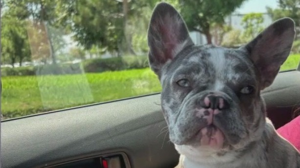 French bulldog stolen from Highland front yard