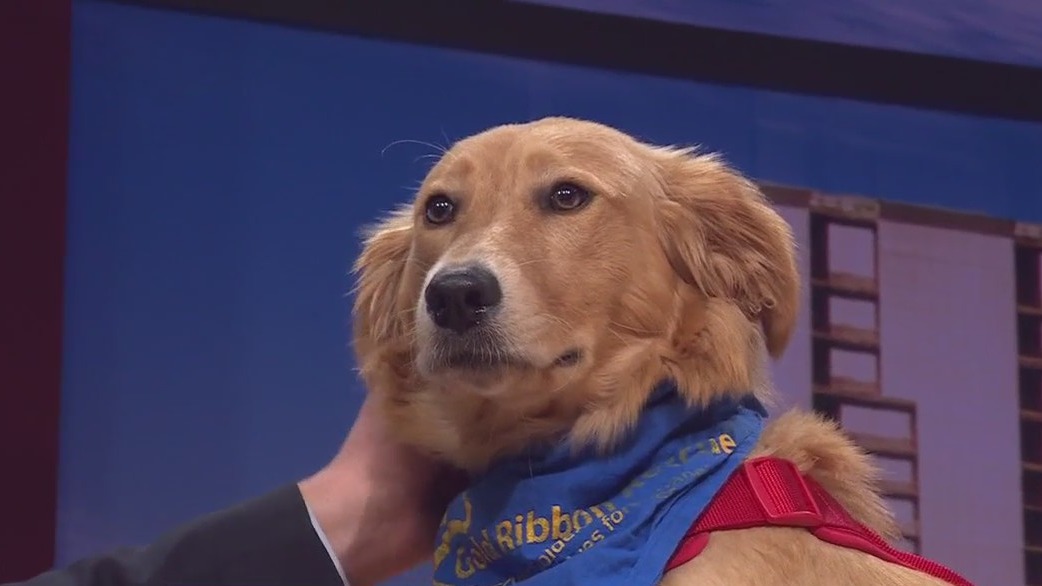 Pet of the Week: Bellini from Gold Ribbon Rescue