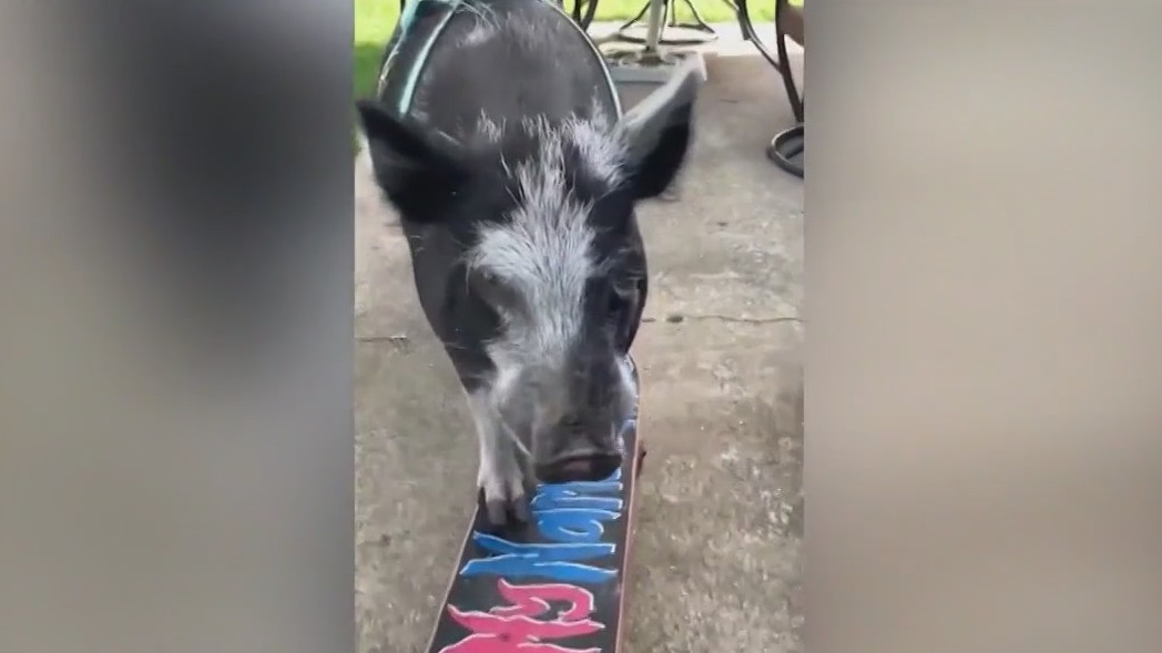 Skateboarding pig named Norbert is a hit in Chicago suburb of Buffalo Grove