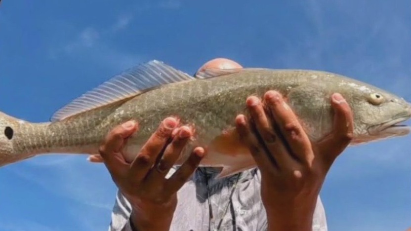 How could the solar eclipse affect fish activity?
