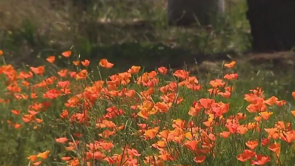 Rain may be to blame for brutal allergy season