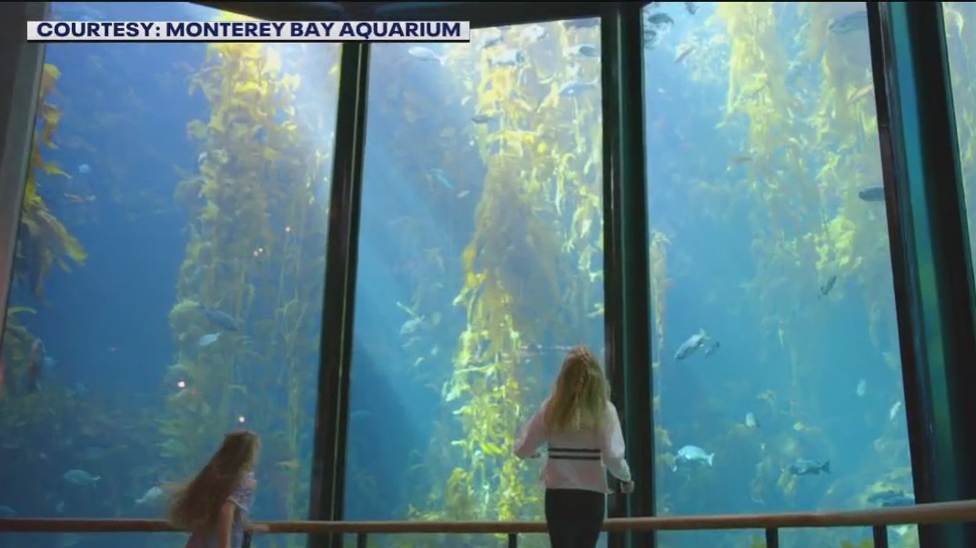 Monterey Bay Aquarium is giving free tickets to certain guests