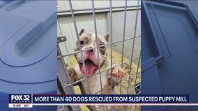 4 dogs found dead, 40 others rescued from suspected puppy mill in northwest Indiana