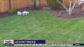 Liz's Pet Tricks for Tuesday, May 23