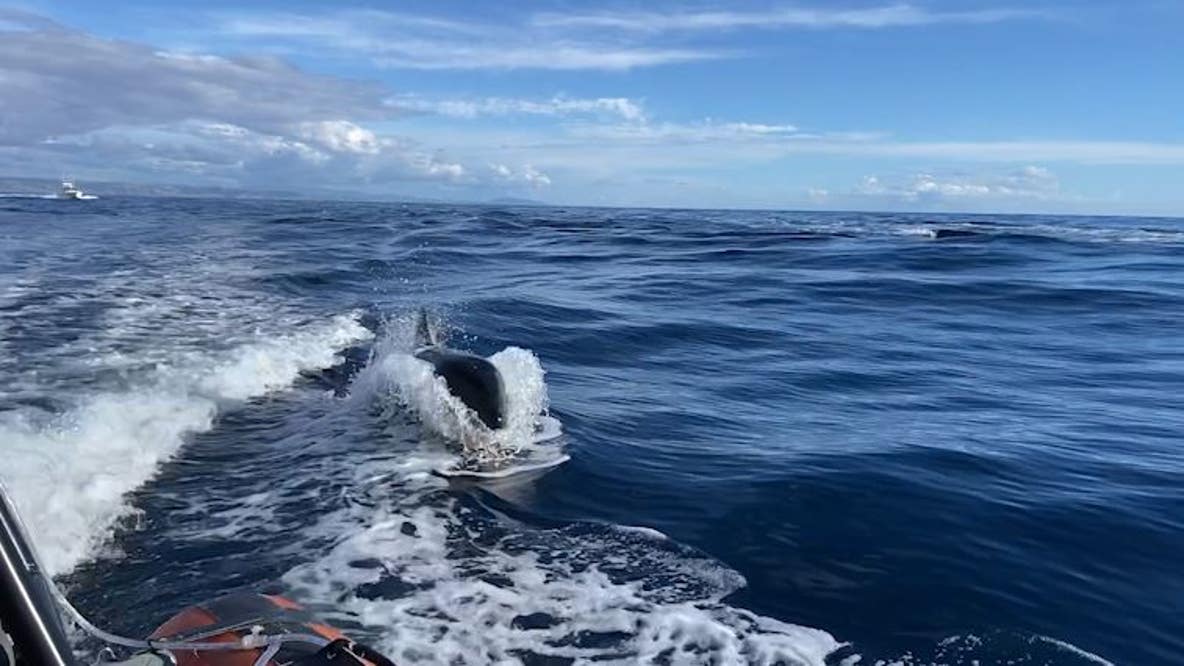 Killer whales spotted off Orange County