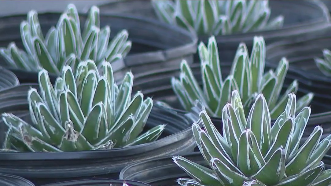 Desert Botanical Gardens hosting plant sale