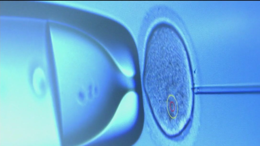 Egg donations: Expert discusses fertility option