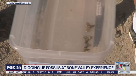 Digging up fossils at Bone Valley Experience