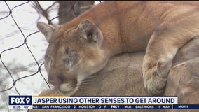 Como Zoo cougar adjusting to life without eyes
