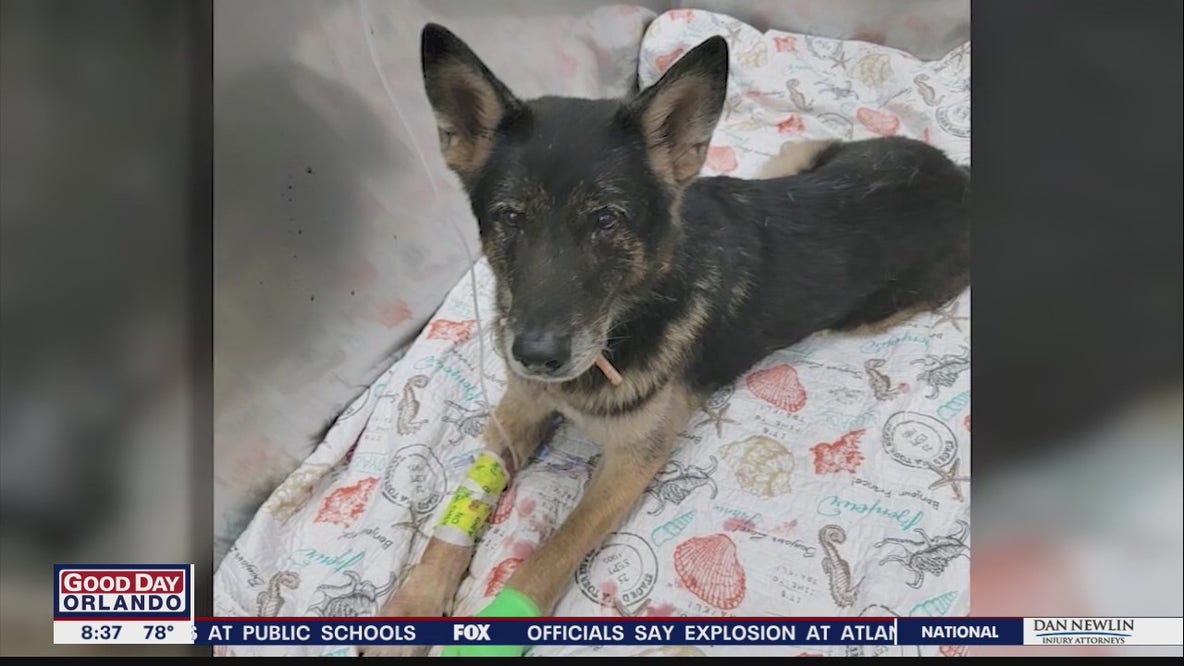 Talking with Florida sheriff's office after K9s are shot by carjacking suspect