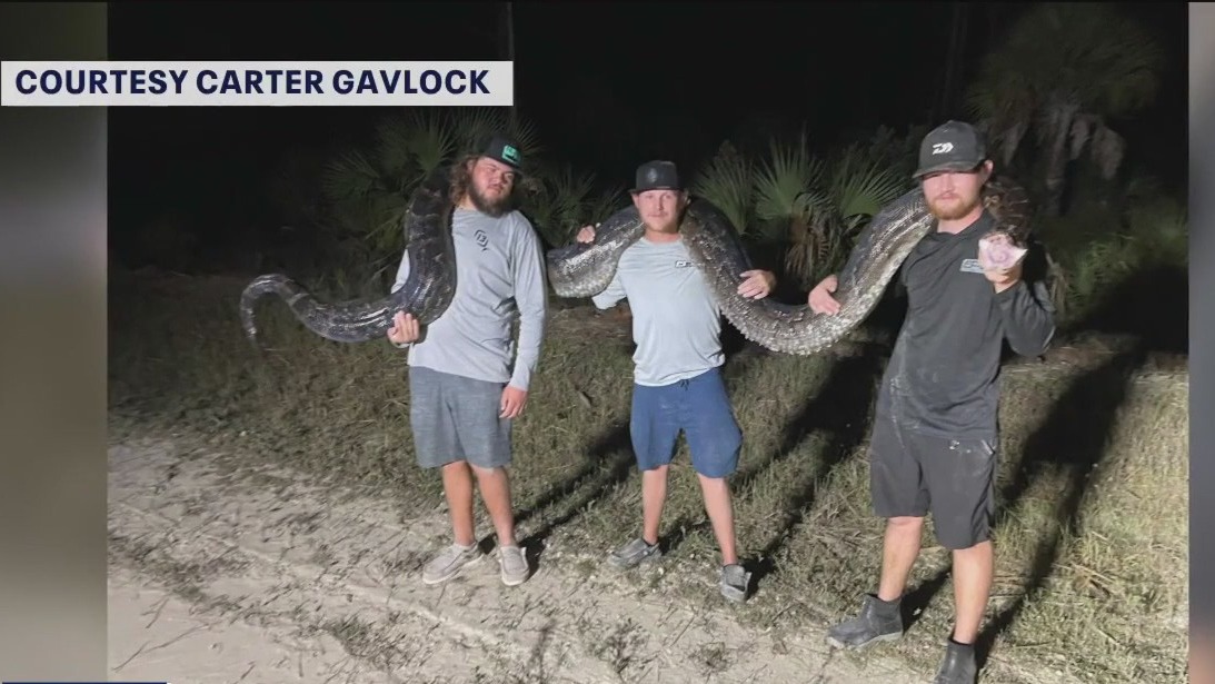 Second biggest python caught in Florida | FOX 13 Tampa Bay