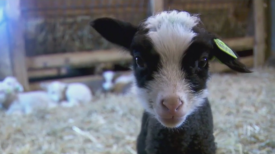 Gale Woods Farm welcomes dozens of lambs