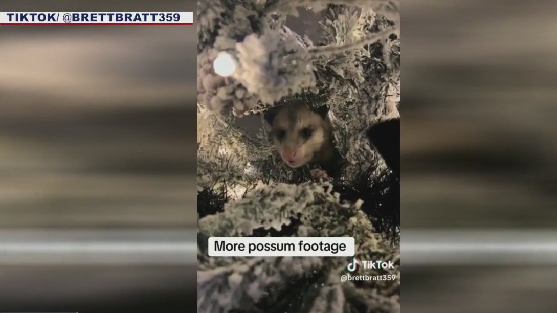 Texas woman finds opossum in Christmas tree