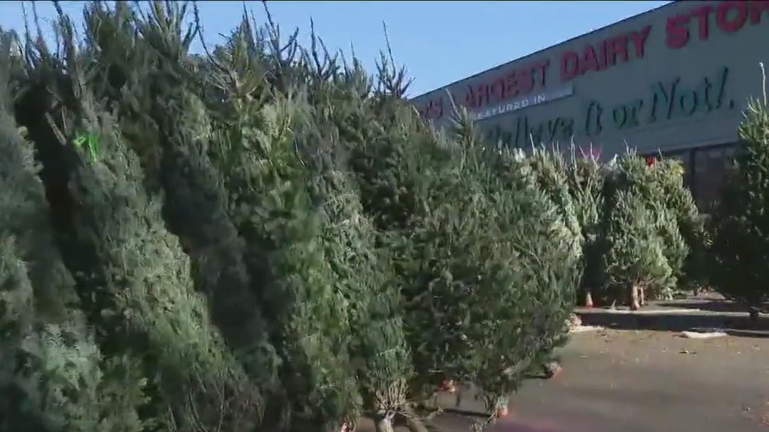 How to pick the right Christmas tree