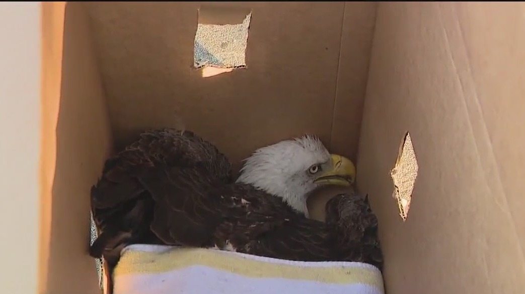 Bald Eagle rescued by police