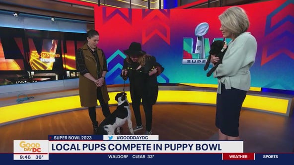 Local pups compete in Puppy Bowl