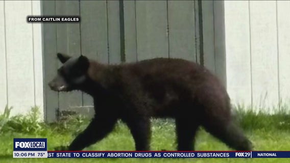 Bucks County neighborhood on black bear watch