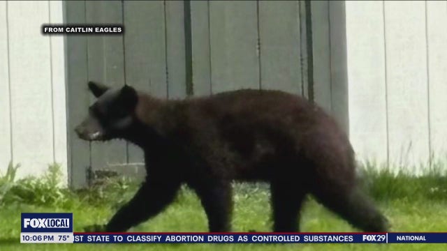 Bucks County neighborhood on black bear watch