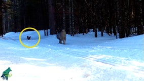 Voyageurs Wolf Project: Lynx hunting a grouse