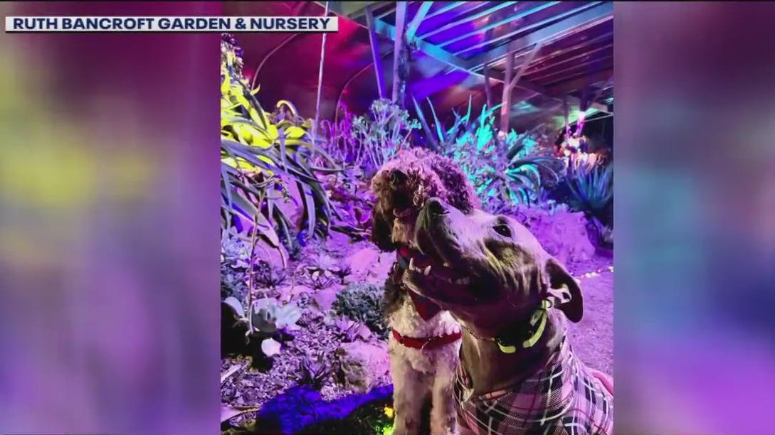 Garden of D'Lights returns to the East Bay