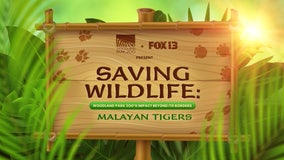 Saving Wildlife: Woodland Park Zoo’s Impact Beyond its Borders