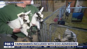 Farm babies at Minnesota Zoo