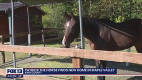Horse that was stabbed, abused finds new home in Maple Valley