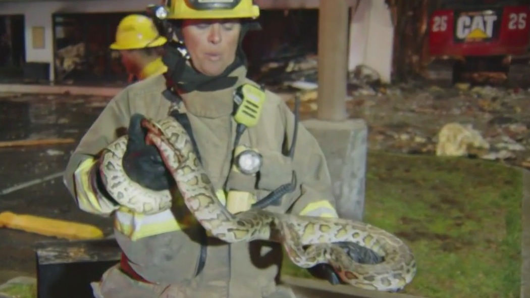 Large snakes rescued from strip mall fire
