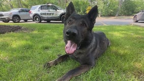 K9 Dax makes headlines with yet another successful arrest