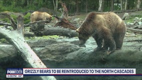 Grizzly bears returning to North Cascades