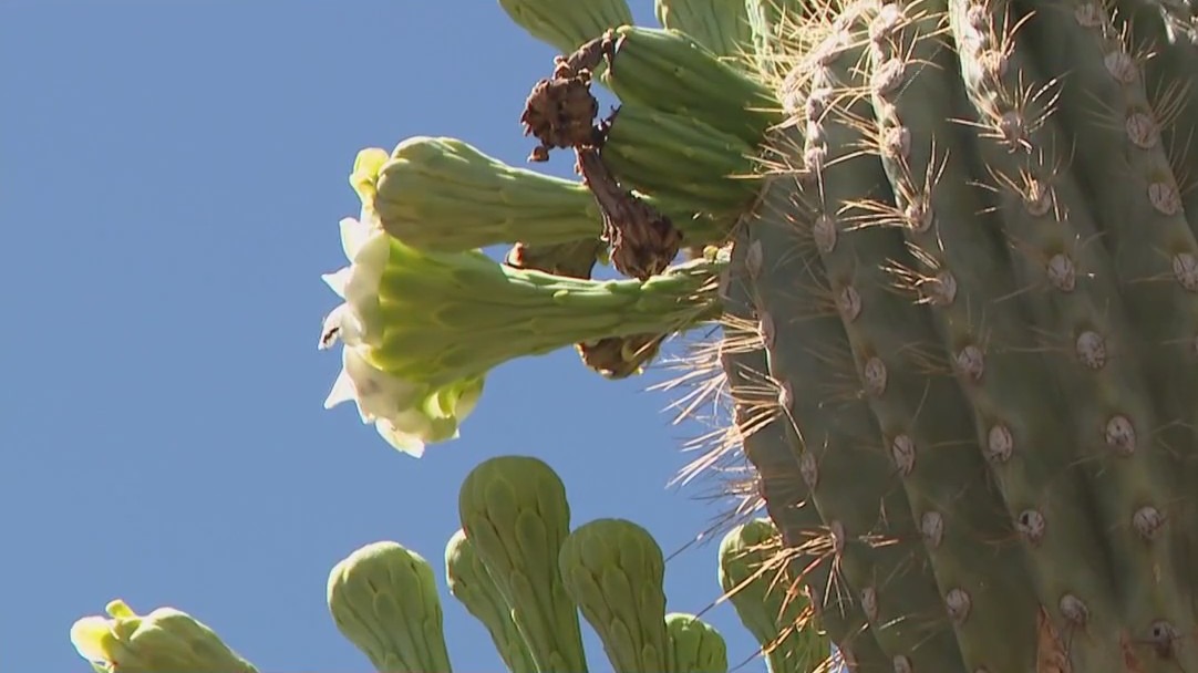Saguaros in bloom across the Arizona desert