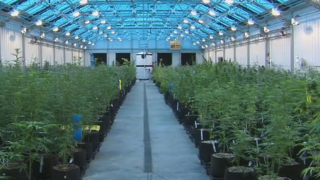 Cannabis cultivation update passes Senate