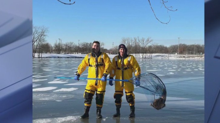 Great Horned Owl recovering after being rescued from icy lake in Indiana