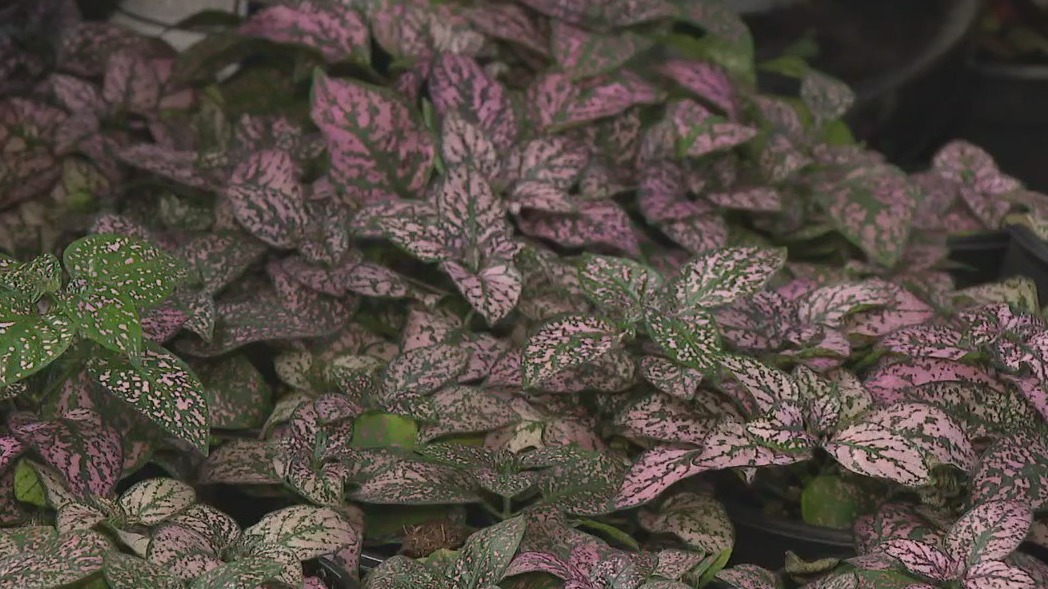 Pike Nurseries' tips for new plant parents